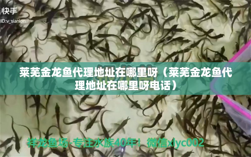 萊蕪金龍魚代理地址在哪里呀（萊蕪金龍魚代理地址在哪里呀電話）