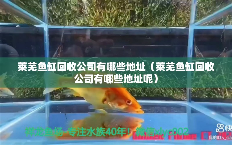 萊蕪魚缸回收公司有哪些地址（萊蕪魚缸回收公司有哪些地址呢） 觀賞魚市場(chǎng)（混養(yǎng)魚）