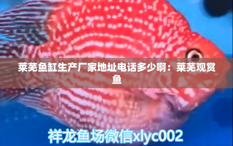 萊蕪魚缸生產(chǎn)廠家地址電話多少?。喝R蕪觀賞魚 廣州水族批發(fā)市場 第2張