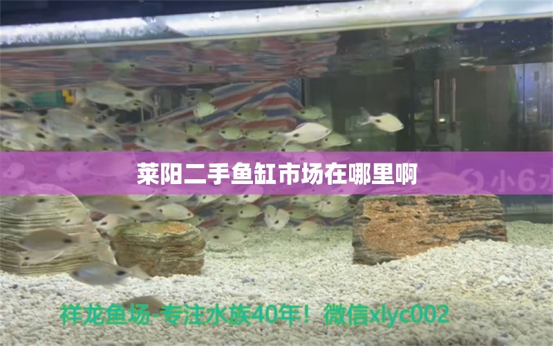 萊陽二手魚缸市場在哪里啊 祥龍魚場