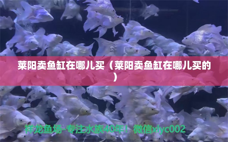 萊陽賣魚缸在哪兒買（萊陽賣魚缸在哪兒買的）