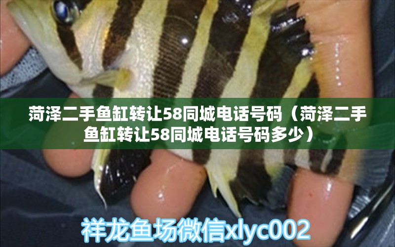 菏澤二手魚缸轉(zhuǎn)讓58同城電話號碼（菏澤二手魚缸轉(zhuǎn)讓58同城電話號碼多少） 祥龍水族醫(yī)院