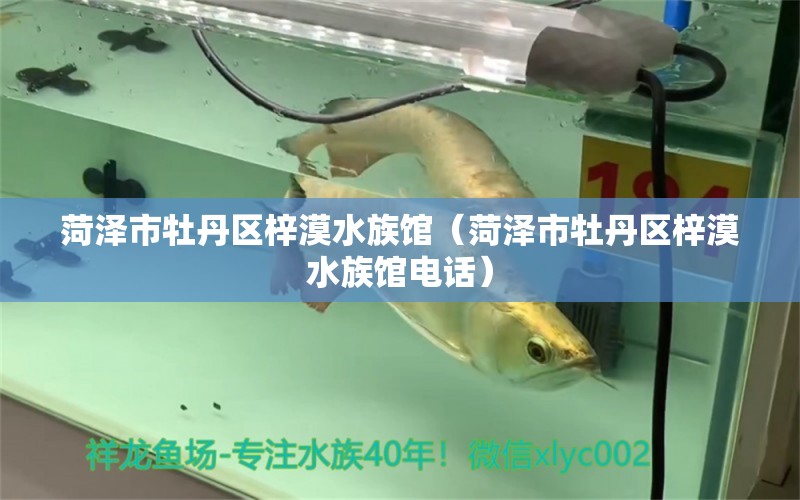 菏澤市牡丹區(qū)梓漠水族館（菏澤市牡丹區(qū)梓漠水族館電話） 全國水族館企業(yè)名錄