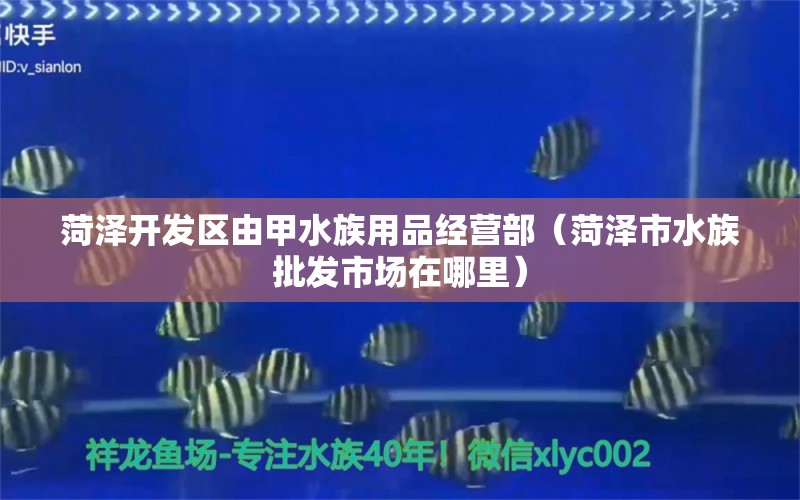 菏澤開發(fā)區(qū)由甲水族用品經(jīng)營部（菏澤市水族批發(fā)市場(chǎng)在哪里）