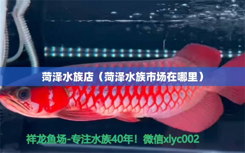 菏澤水族店（菏澤水族市場在哪里） 觀賞魚市場