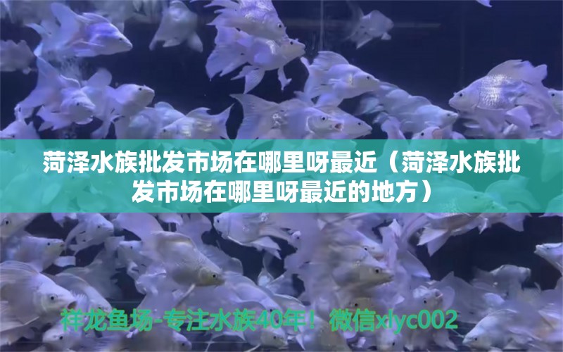 菏澤水族批發(fā)市場在哪里呀最近（菏澤水族批發(fā)市場在哪里呀最近的地方）