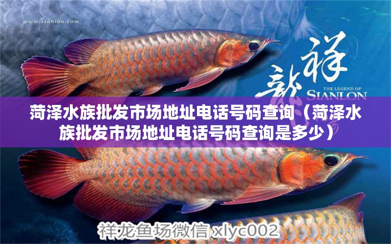 菏澤水族批發(fā)市場(chǎng)地址電話號(hào)碼查詢（菏澤水族批發(fā)市場(chǎng)地址電話號(hào)碼查詢是多少）