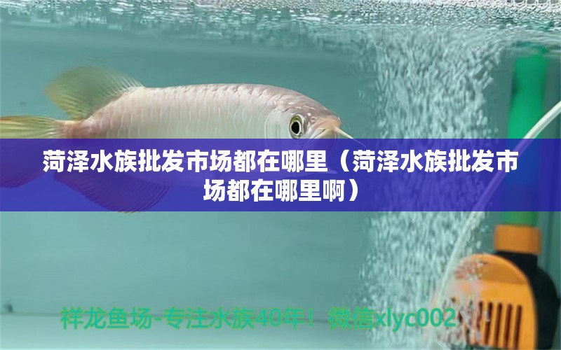 菏澤水族批發(fā)市場(chǎng)都在哪里（菏澤水族批發(fā)市場(chǎng)都在哪里?。?觀賞魚(yú)水族批發(fā)市場(chǎng)