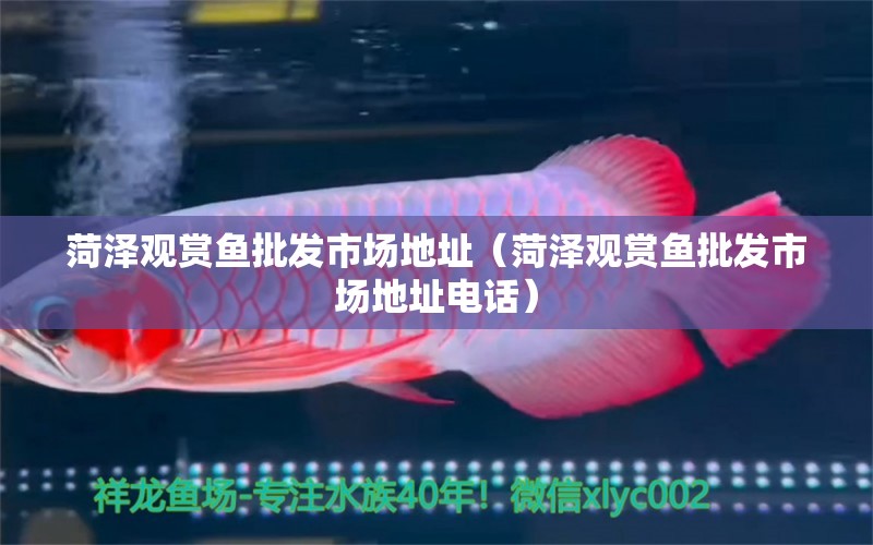 菏澤觀賞魚(yú)批發(fā)市場(chǎng)地址（菏澤觀賞魚(yú)批發(fā)市場(chǎng)地址電話）