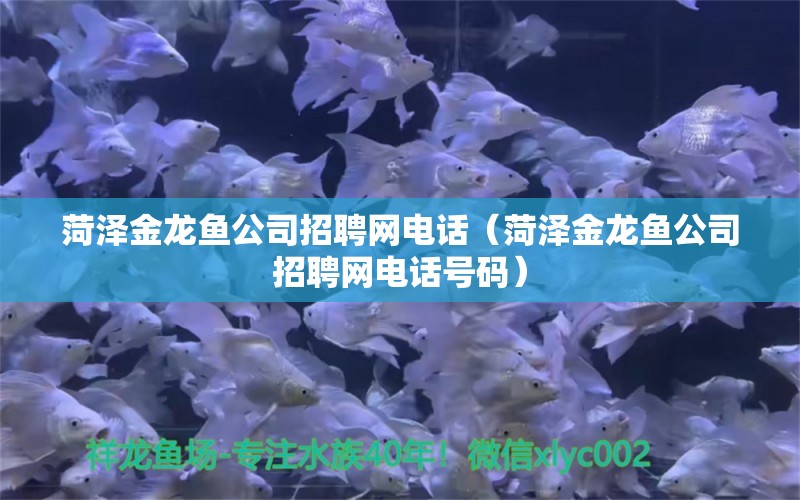 菏澤金龍魚公司招聘網(wǎng)電話（菏澤金龍魚公司招聘網(wǎng)電話號碼）