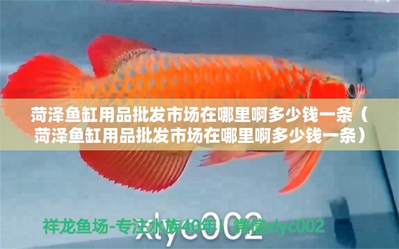 菏澤魚(yú)缸用品批發(fā)市場(chǎng)在哪里啊多少錢(qián)一條（菏澤魚(yú)缸用品批發(fā)市場(chǎng)在哪里啊多少錢(qián)一條） 量子養(yǎng)魚(yú)技術(shù)