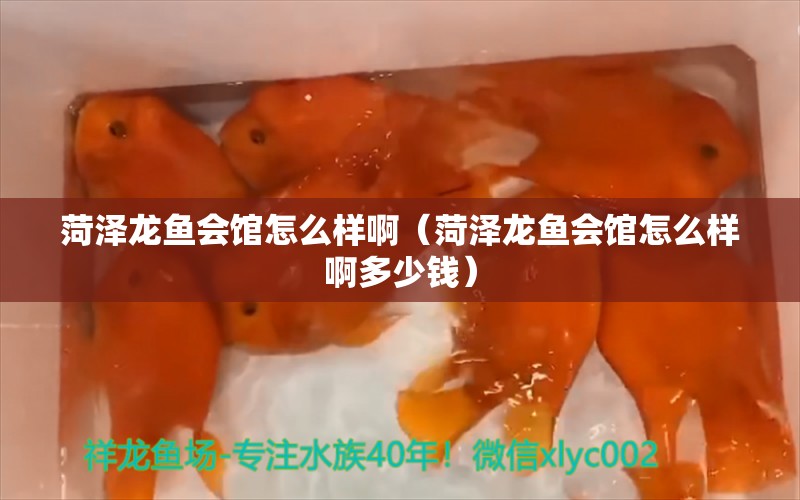 菏澤龍魚會館怎么樣?。ê蕽升堲~會館怎么樣啊多少錢）