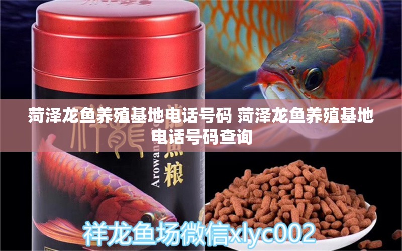 菏澤龍魚養(yǎng)殖基地電話號碼 菏澤龍魚養(yǎng)殖基地電話號碼查詢