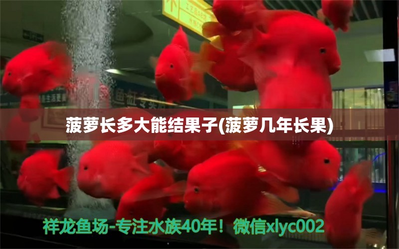 菠蘿長(zhǎng)多大能結(jié)果子(菠蘿幾年長(zhǎng)果) 三間鼠魚(yú)苗