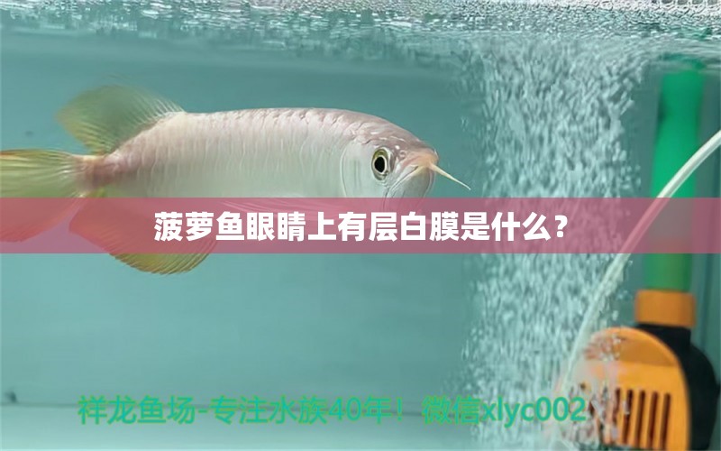 菠蘿魚(yú)眼睛上有層白膜是什么？ 帝王迷宮魚(yú)