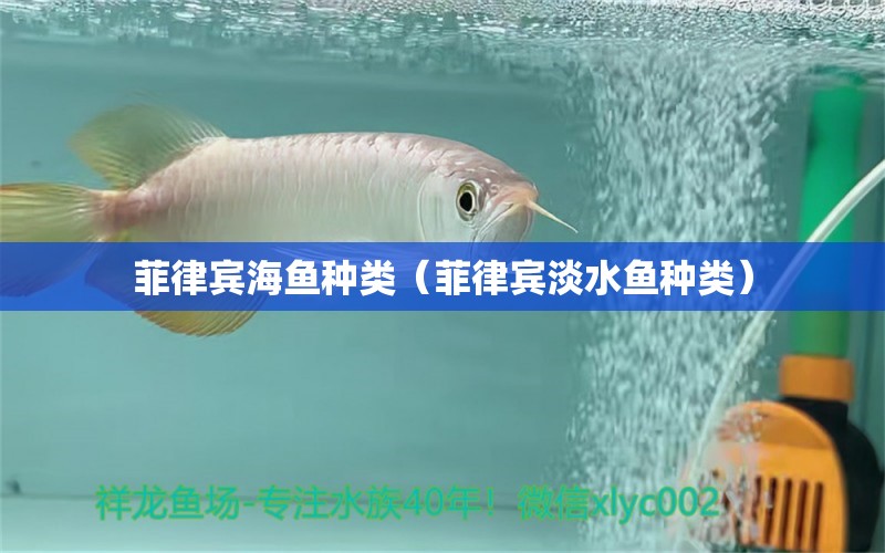 菲律賓海魚種類（菲律賓淡水魚種類） 野彩魚