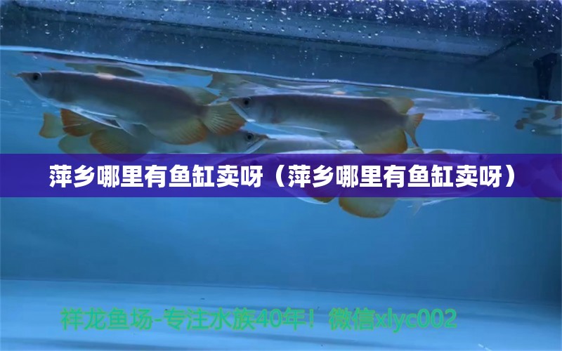 萍鄉(xiāng)哪里有魚缸賣呀（萍鄉(xiāng)哪里有魚缸賣呀） 其他品牌魚缸