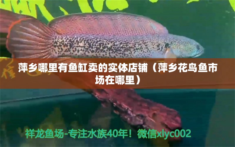 萍鄉(xiāng)哪里有魚缸賣的實體店鋪（萍鄉(xiāng)花鳥魚市場在哪里）