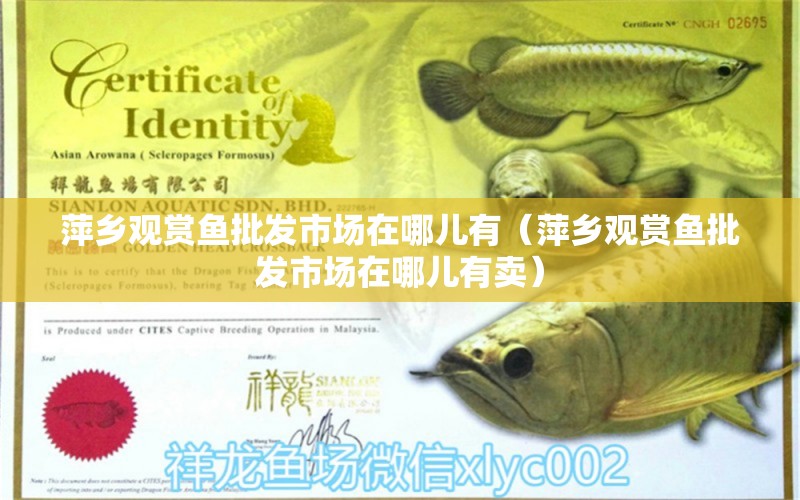 萍鄉(xiāng)觀賞魚批發(fā)市場在哪兒有（萍鄉(xiāng)觀賞魚批發(fā)市場在哪兒有賣） 觀賞魚批發(fā)