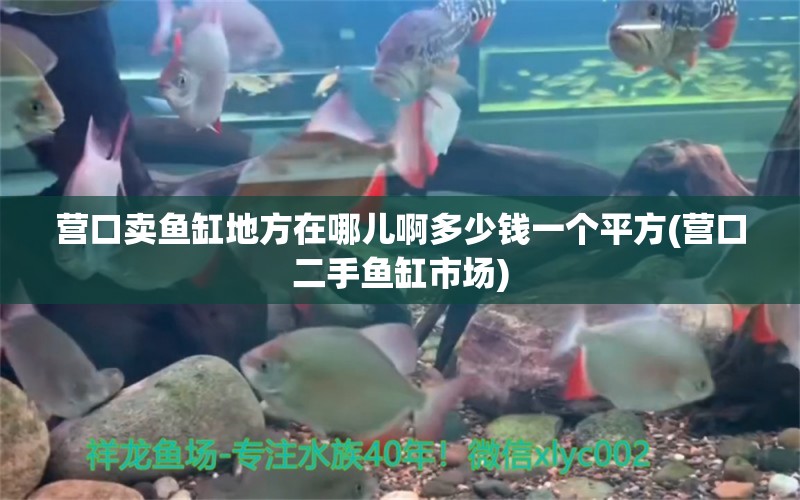 營口賣魚缸地方在哪兒啊多少錢一個平方(營口二手魚缸市場) 白玉紅龍魚 第1張