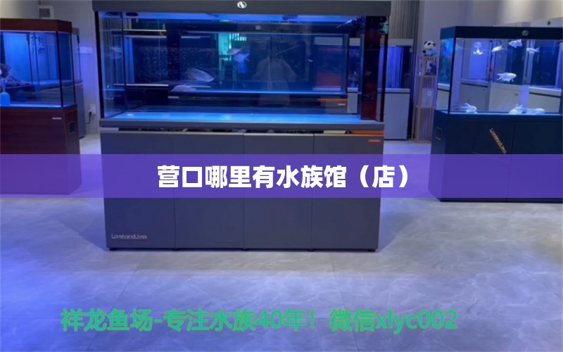 營口哪里有水族館（店） 觀賞魚水族批發(fā)市場