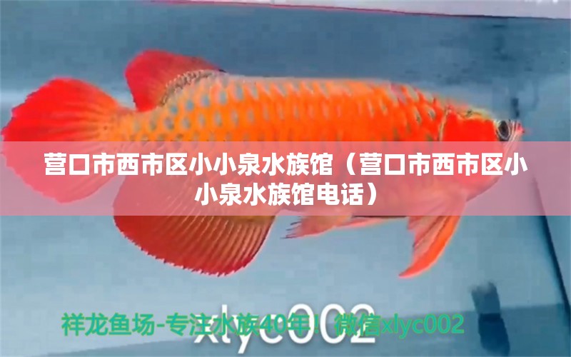 營(yíng)口市西市區(qū)小小泉水族館（營(yíng)口市西市區(qū)小小泉水族館電話）