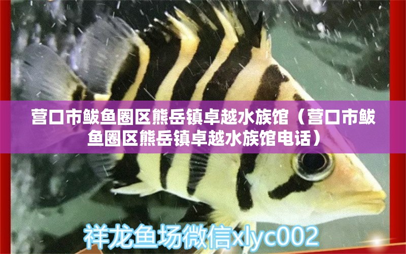 營口市鲅魚圈區(qū)熊岳鎮(zhèn)卓越水族館（營口市鲅魚圈區(qū)熊岳鎮(zhèn)卓越水族館電話） 全國水族館企業(yè)名錄