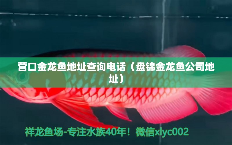 營口金龍魚地址查詢電話（盤錦金龍魚公司地址）