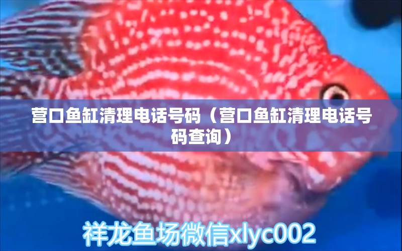 營口魚缸清理電話號碼（營口魚缸清理電話號碼查詢）