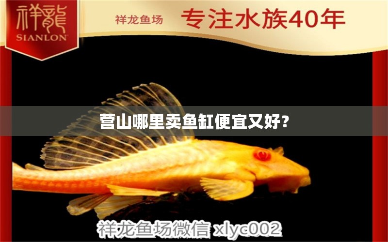 營(yíng)山哪里賣(mài)魚(yú)缸便宜又好？ 帝王三間魚(yú)