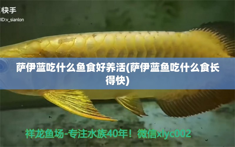 薩伊藍吃什么魚食好養(yǎng)活(薩伊藍魚吃什么食長得快) 薩伊藍魚