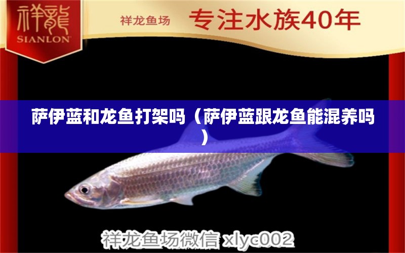 薩伊藍(lán)和龍魚打架嗎（薩伊藍(lán)跟龍魚能混養(yǎng)嗎）