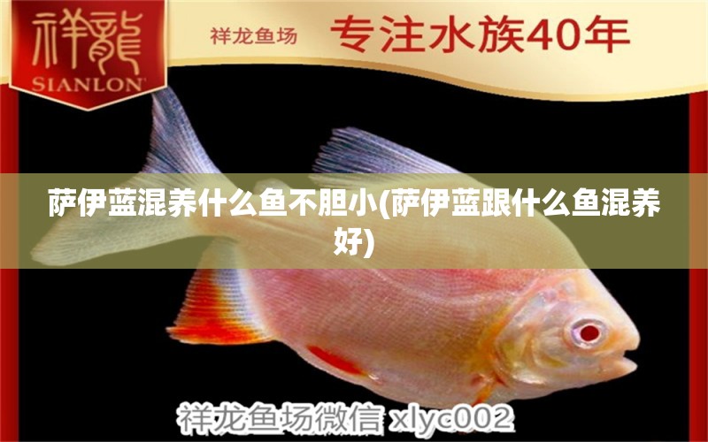 薩伊藍(lán)混養(yǎng)什么魚不膽小(薩伊藍(lán)跟什么魚混養(yǎng)好) 薩伊藍(lán)魚