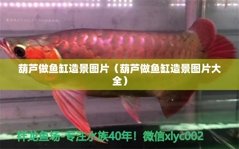 葫蘆做魚缸造景圖片（葫蘆做魚缸造景圖片大全） 朱巴利魚