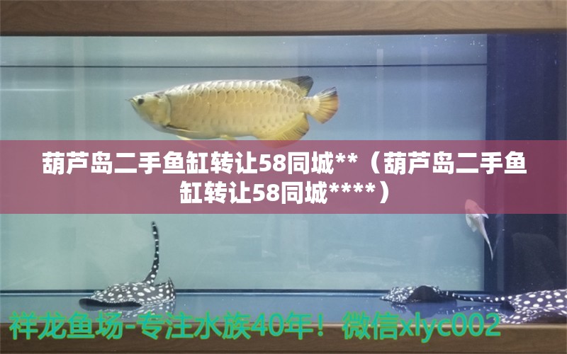 葫蘆島二手魚缸轉讓58同城**（葫蘆島二手魚缸轉讓58同城****） 金老虎魚