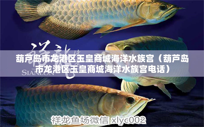 葫蘆島市龍港區(qū)玉皇商城海洋水族宮（葫蘆島市龍港區(qū)玉皇商城海洋水族宮電話） 全國(guó)水族館企業(yè)名錄