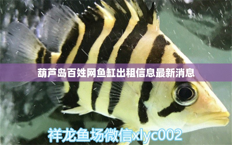 葫蘆島百姓網(wǎng)魚(yú)缸出租信息最新消息