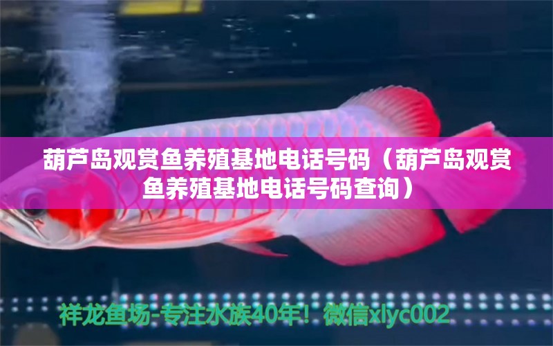 葫蘆島觀賞魚(yú)養(yǎng)殖基地電話號(hào)碼（葫蘆島觀賞魚(yú)養(yǎng)殖基地電話號(hào)碼查詢） 祥龍水族醫(yī)院