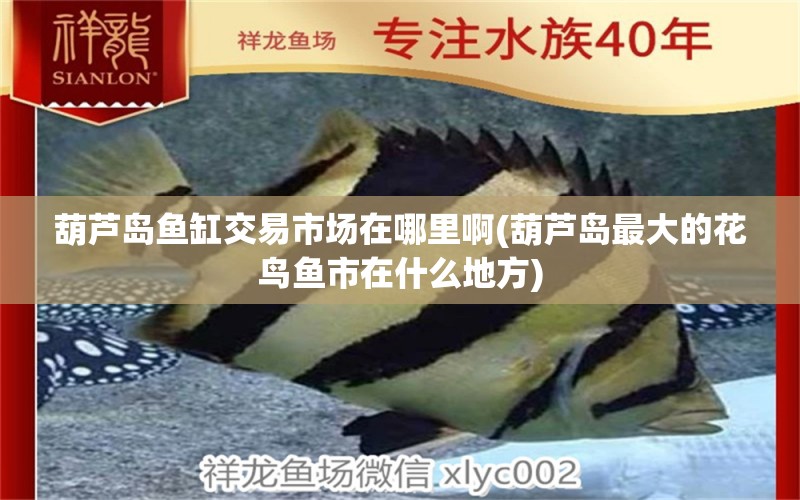 葫蘆島魚(yú)缸交易市場(chǎng)在哪里啊(葫蘆島最大的花鳥(niǎo)魚(yú)市在什么地方) 大湖紅龍魚(yú)