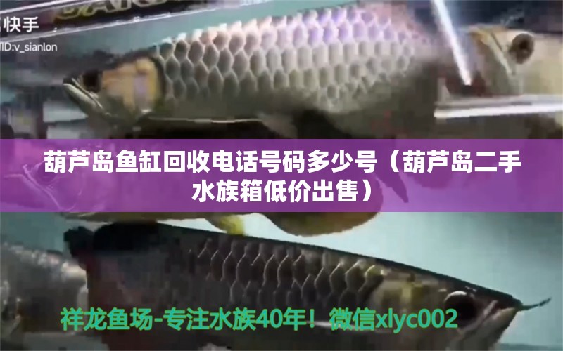 葫蘆島魚缸回收電話號(hào)碼多少號(hào)（葫蘆島二手水族箱低價(jià)出售） 魚缸/水族箱