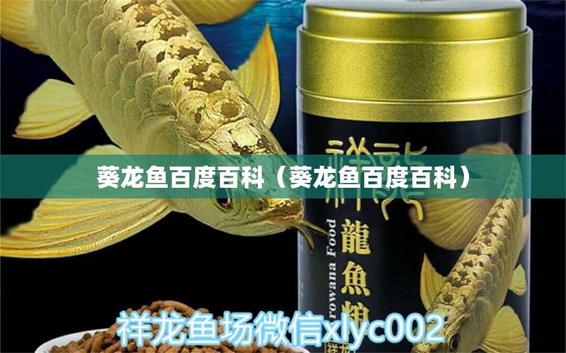 葵龍魚百度百科（葵龍魚百度百科） 潛水艇魚