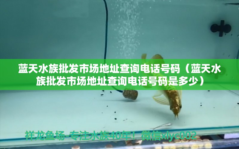 藍(lán)天水族批發(fā)市場(chǎng)地址查詢(xún)電話號(hào)碼（藍(lán)天水族批發(fā)市場(chǎng)地址查詢(xún)電話號(hào)碼是多少） 觀賞魚(yú)水族批發(fā)市場(chǎng)