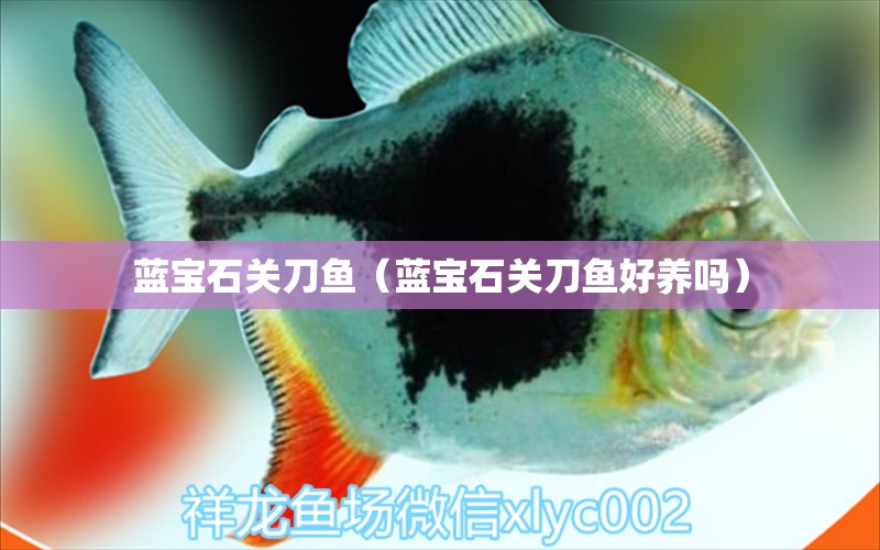 藍(lán)寶石關(guān)刀魚（藍(lán)寶石關(guān)刀魚好養(yǎng)嗎）