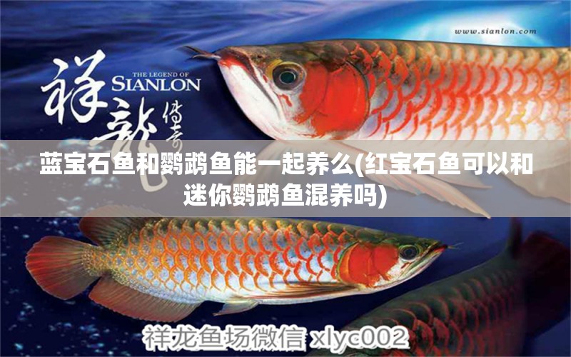 藍寶石魚和鸚鵡魚能一起養(yǎng)么(紅寶石魚可以和迷你鸚鵡魚混養(yǎng)嗎) 鸚鵡魚