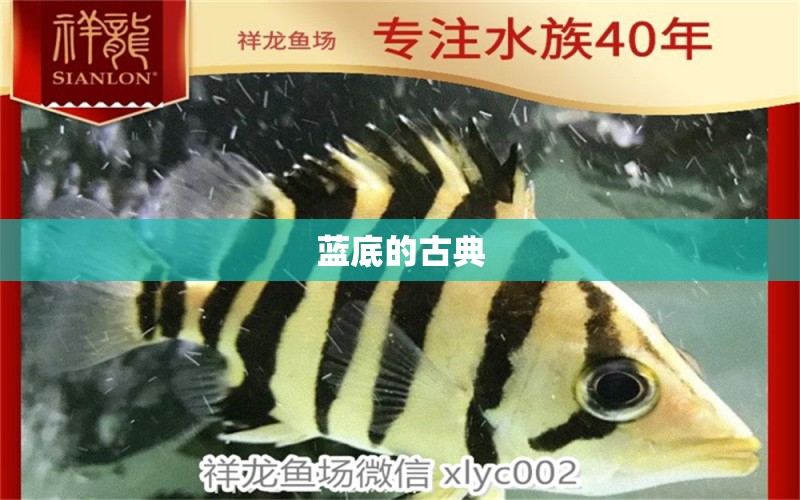 藍(lán)底的古典 粗線銀版魚