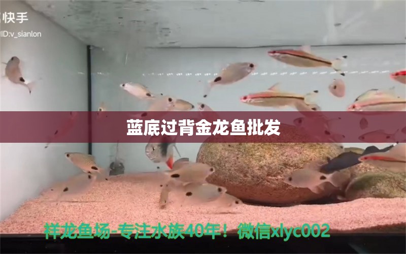 藍(lán)底過背金龍魚批發(fā) 過背金龍魚