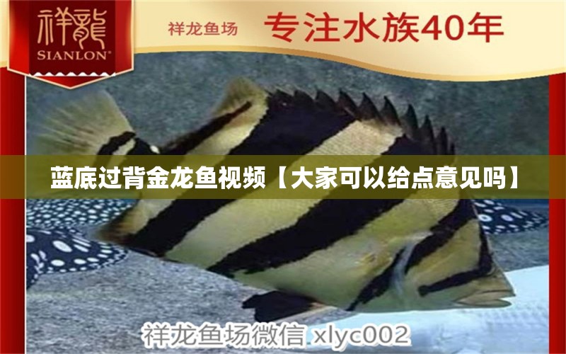 藍(lán)底過背金龍魚視頻【大家可以給點(diǎn)意見嗎】 過背金龍魚