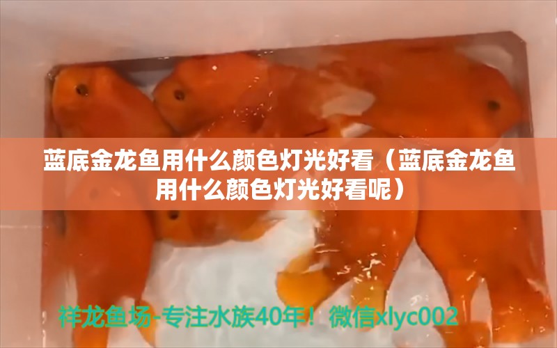 藍底金龍魚用什么顏色燈光好看（藍底金龍魚用什么顏色燈光好看呢）