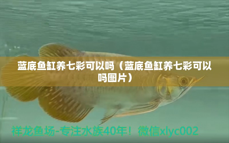 藍(lán)底魚(yú)缸養(yǎng)七彩可以嗎（藍(lán)底魚(yú)缸養(yǎng)七彩可以嗎圖片）