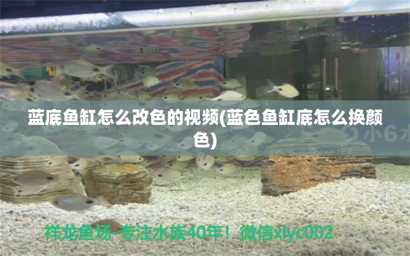 藍底魚缸怎么改色的視頻(藍色魚缸底怎么換顏色) 養(yǎng)魚知識 第1張